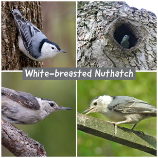White-breasted Nuthatch
